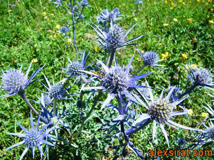 Eryngium bourgatii